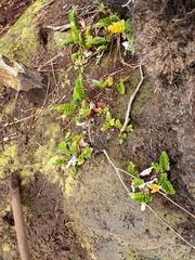 Asplenium obtusatum obtusatum