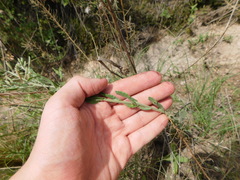 Exhalimolobos weddellii