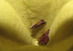 Eudonia asterisca