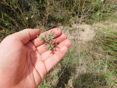 Exhalimolobos weddellii