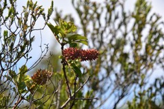 Weinmannia mauritiana