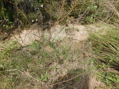 Exhalimolobos weddellii