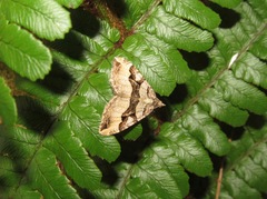 Xanthorhoe semifissata