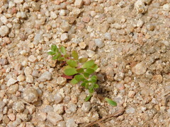 Portulaca obtusifolia