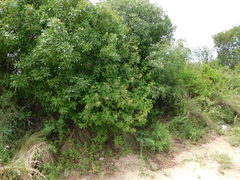 Lorentzianthus viscidus