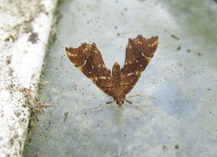 Musotima nitidalis