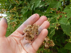 Lorentzianthus viscidus