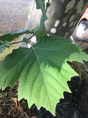 Platanus × hispanica
