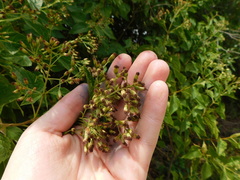 Lorentzianthus viscidus