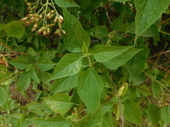 Lorentzianthus viscidus