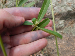 Bernardia multicaulis