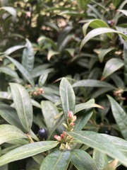 Sarcococca confusa