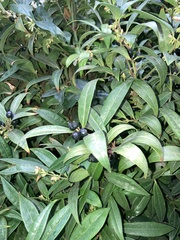 Sarcococca confusa
