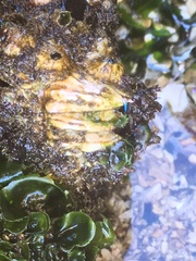 Austromegabalanus psittacus