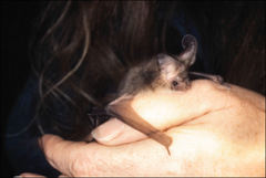 Nyctophilus geoffroyi