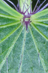 Spananthe paniculata image