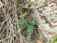 Pellaea ternifolia