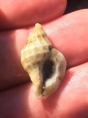 Crassilabrum crassilabrum