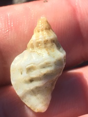 Crassilabrum crassilabrum