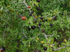 Condalia montana