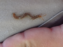 Arthrorhabdus pygmaeus