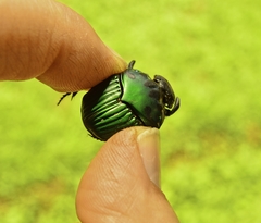 Oxysternon conspicillatum