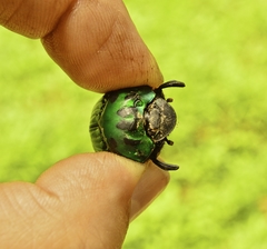 Oxysternon conspicillatum