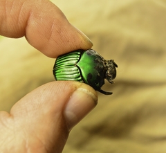 Oxysternon conspicillatum