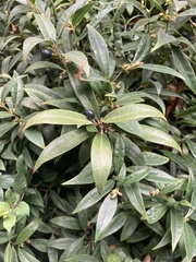 Sarcococca confusa
