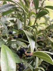 Sarcococca confusa