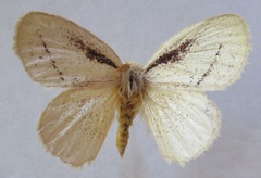Phiala bistrigata