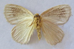 Phiala bistrigata