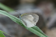 Eurema daira eugenia