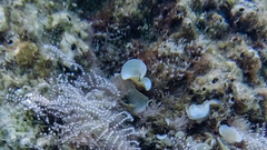 Padina pavonica