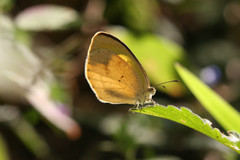 Eurema daira eugenia