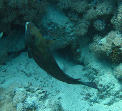 Calotomus viridescens