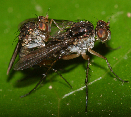 Pelastoneurus wheeleri