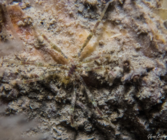 Ammothea hilgendorfi