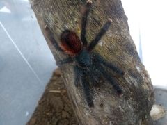 Avicularia avicularia