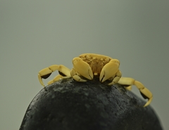 Pinnotherelia laevigata