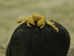 Pinnotherelia laevigata