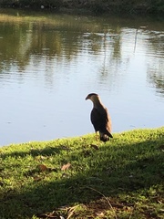 Caracara plancus