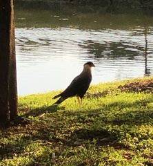 Caracara plancus
