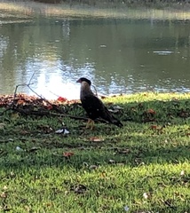 Caracara plancus