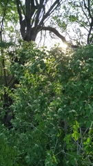 Croton heliotropiifolius