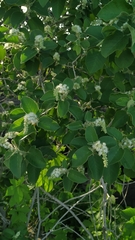 Croton heliotropiifolius