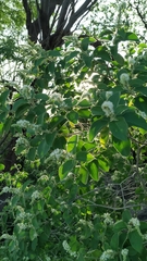 Croton heliotropiifolius