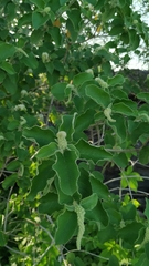 Croton heliotropiifolius