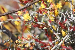 Acacia deficiens