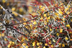 Acacia deficiens